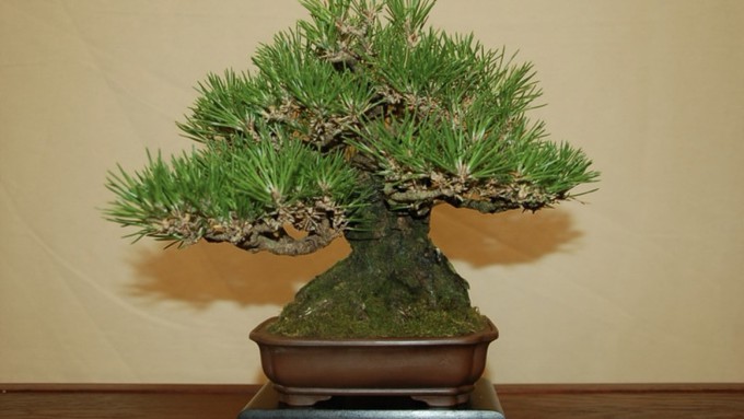 Sacramento Digs Gardening: Sacramento Bonsai Club hosts 78th annual show