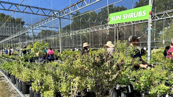 Uc Davis Plant Sale